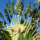 Ravenala Madagascariensis