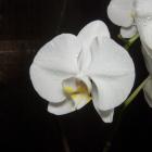 Orquidea