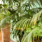 Palmera