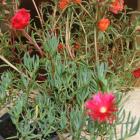 Tapizantes