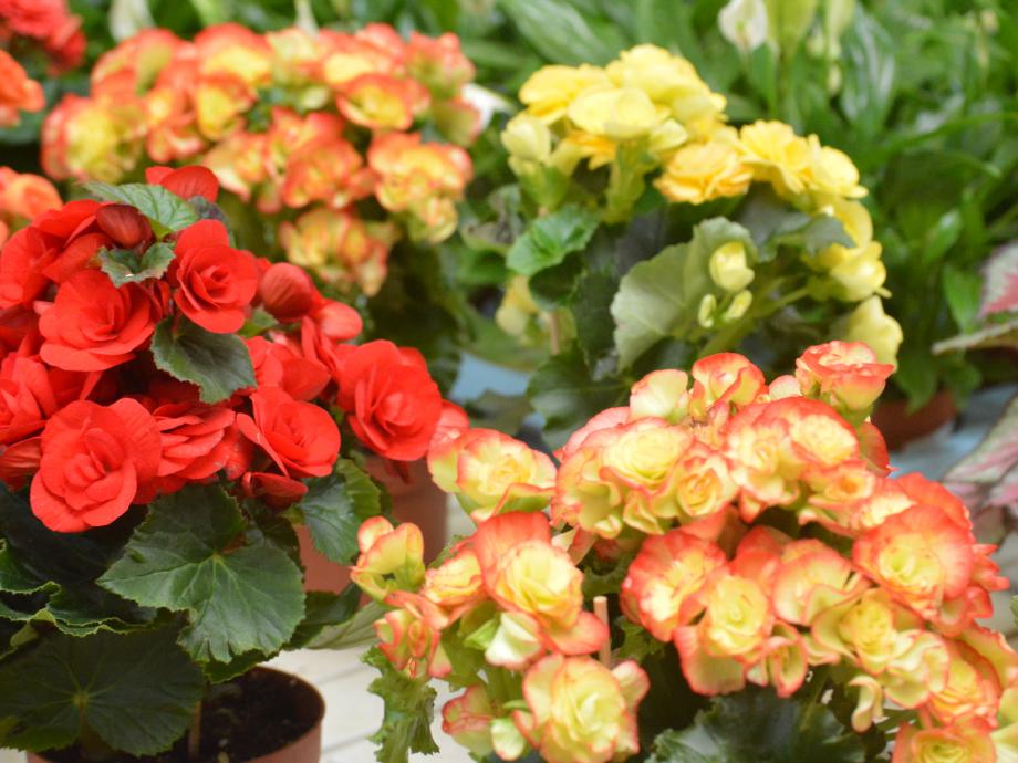 Los cuidados de las Begonias | Garden Center Fuerteventura