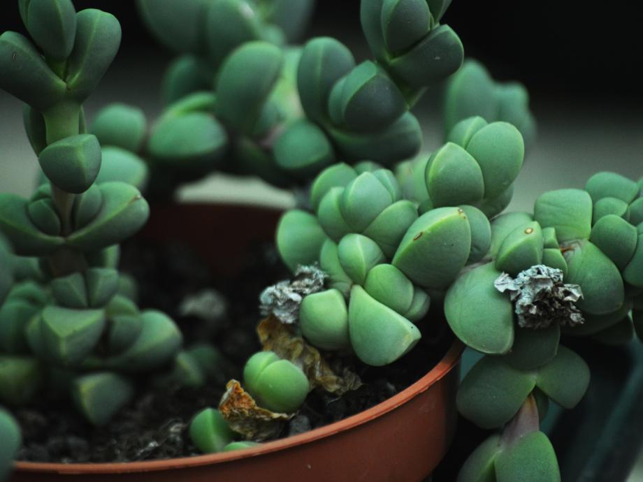 Crassula en macetero colgante — The Garden