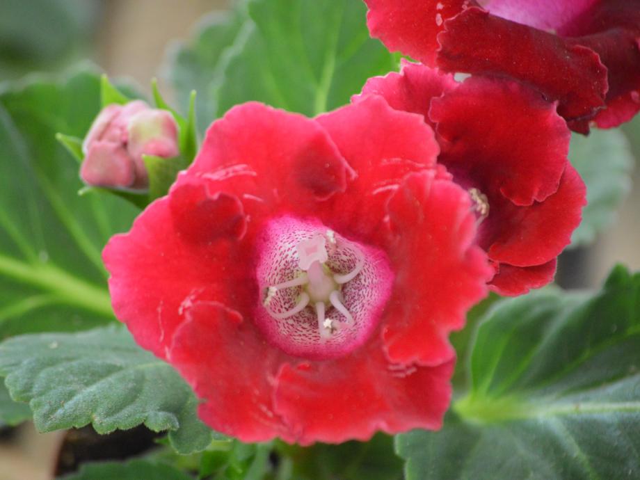 Los cuidados de las Gloxinias | Garden Center Fuerteventura